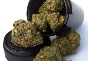 Canabis Strain Photos & Info