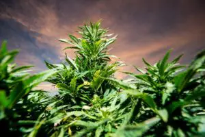 Does Cannabis Impact Your Driving