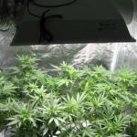 How to Grow Cannabis in 9 Easy Steps