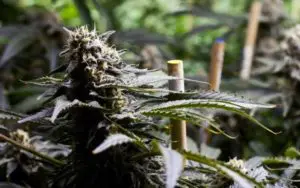 Basic Cannabis Growing Setups for Cultivators With Tight Budgets