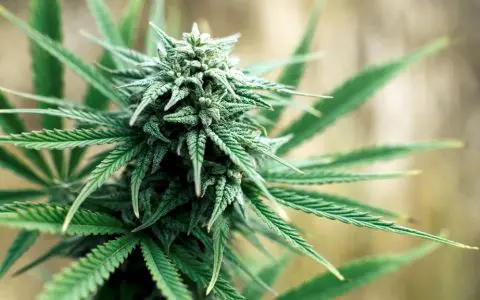 Cannabis seeds