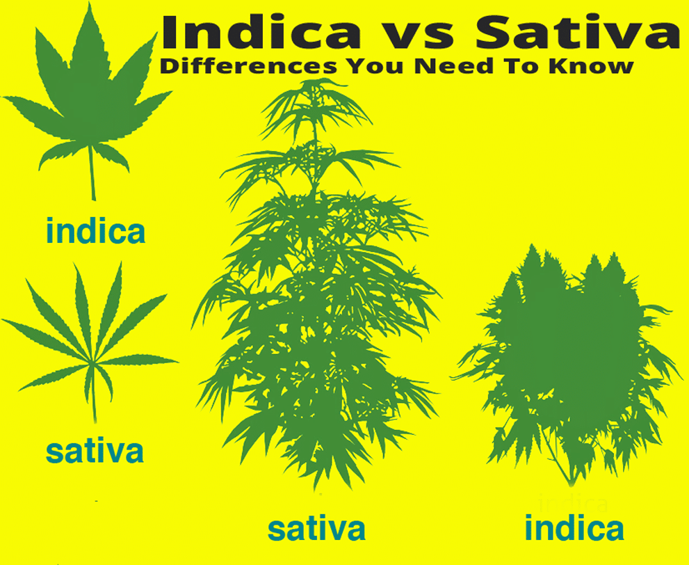 Indica vs Sativa Differences You Need To Know