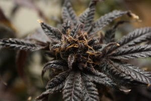 Indica vs Sativa: Is There a Difference?