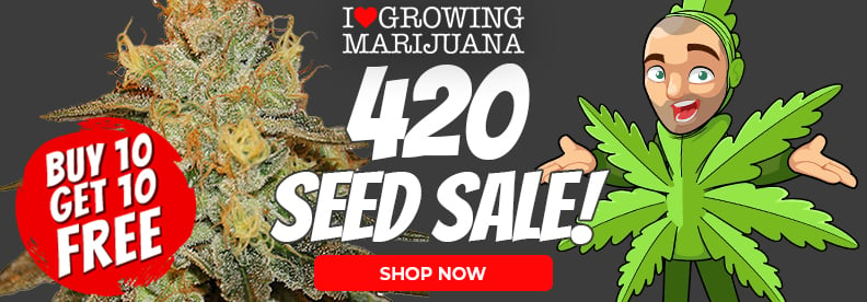 420 Day Seed Sales
