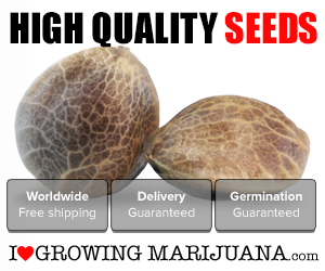 Feminized vs. regular cannabis seeds