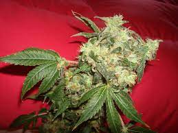 cannabis strains review